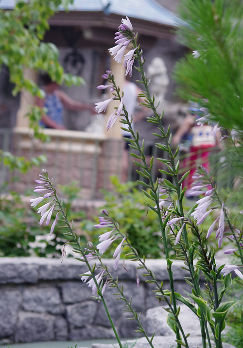 f:id:flowerTDR:20160720091712j:plain