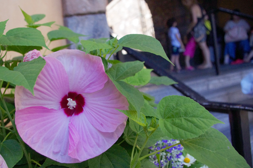 f:id:flowerTDR:20160801221558j:plain f:id:flowerTDR:20160801221558j:plain