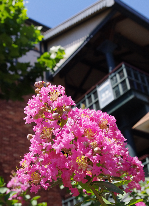 f:id:flowerTDR:20160801222733j:plain