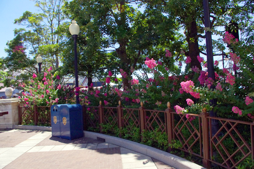 f:id:flowerTDR:20160801222739j:plain