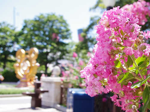 f:id:flowerTDR:20160801222753j:plain