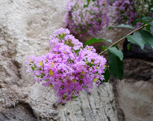 f:id:flowerTDR:20160808083029j:plain