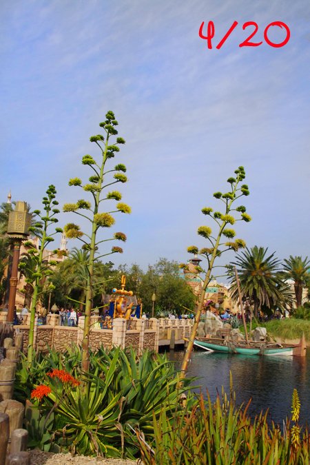 f:id:flowerTDR:20160808212616j:plain f:id:flowerTDR:20160808212616j:plain