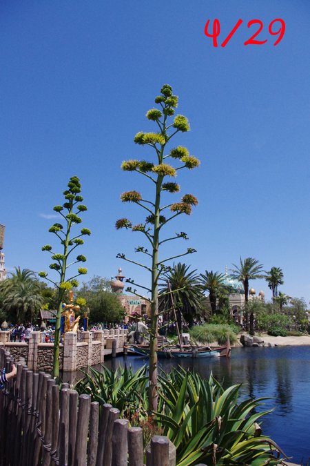 f:id:flowerTDR:20160808212636j:plain f:id:flowerTDR:20160808212636j:plain