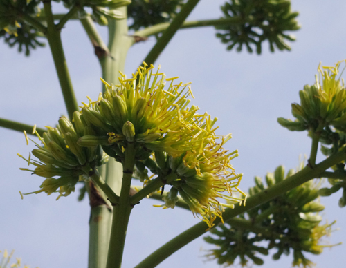 f:id:flowerTDR:20160808220246j:plain f:id:flowerTDR:20160808220246j:plain