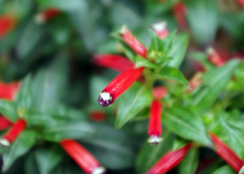 f:id:flowerTDR:20160810014935j:plain