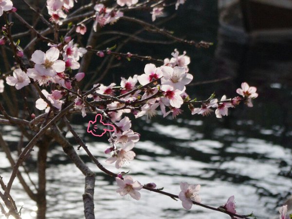 f:id:flowerTDR:20160811082347j:plain