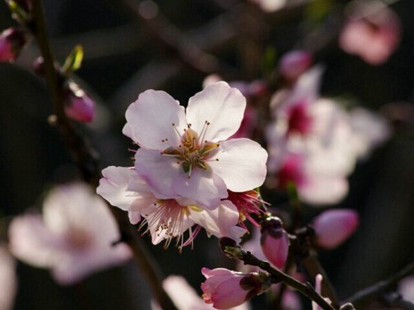 f:id:flowerTDR:20160811082408j:plain