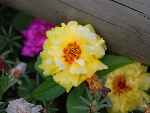 f:id:flowerTDR:20160815074849j:plain
