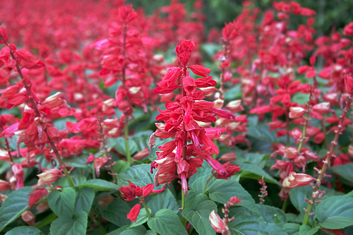 f:id:flowerTDR:20160815204959j:plain f:id:flowerTDR:20160815204959j:plain