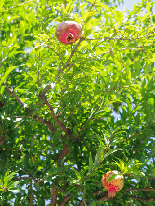 f:id:flowerTDR:20160818231319j:plain