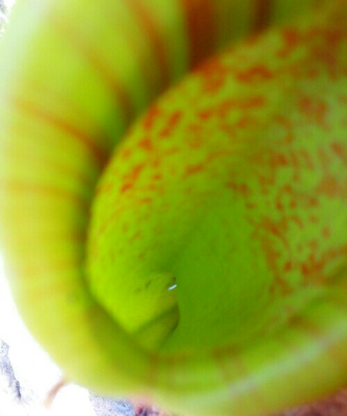 f:id:flowerTDR:20160822191705j:plain f:id:flowerTDR:20160822191705j:plain