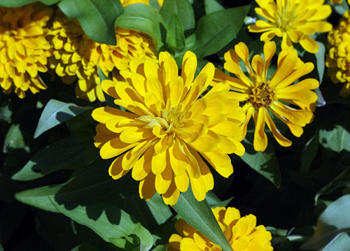 f:id:flowerTDR:20160823132517j:plain