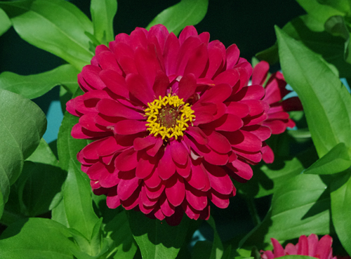 f:id:flowerTDR:20160823132545j:plain