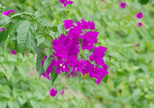 f:id:flowerTDR:20160825224540j:plain f:id:flowerTDR:20160825224540j:plain