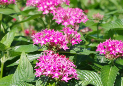 f:id:flowerTDR:20160826223003j:plain