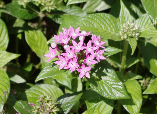 f:id:flowerTDR:20160826223011j:plain