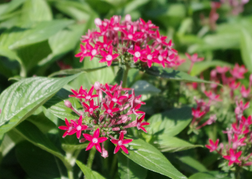 f:id:flowerTDR:20160826223030j:plain
