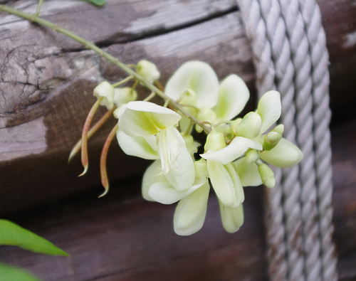 f:id:flowerTDR:20160830114059j:plain