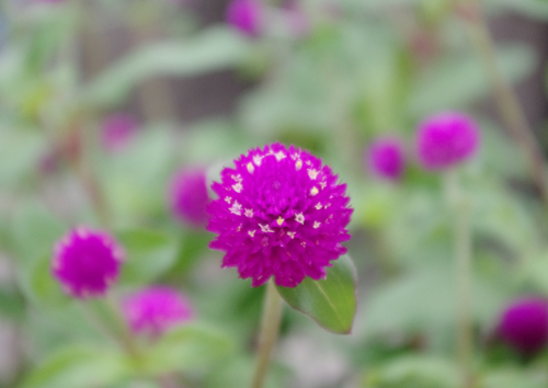 f:id:flowerTDR:20160830121638j:plain f:id:flowerTDR:20160830121638j:plain