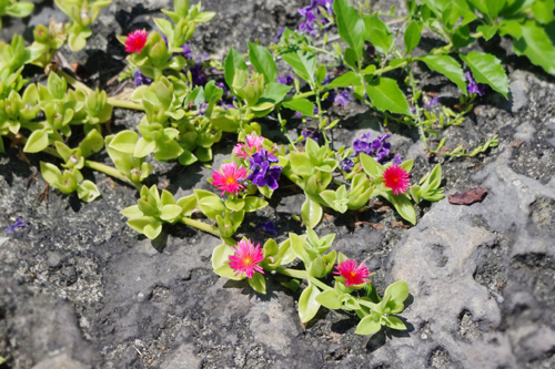 f:id:flowerTDR:20160830214941j:plain