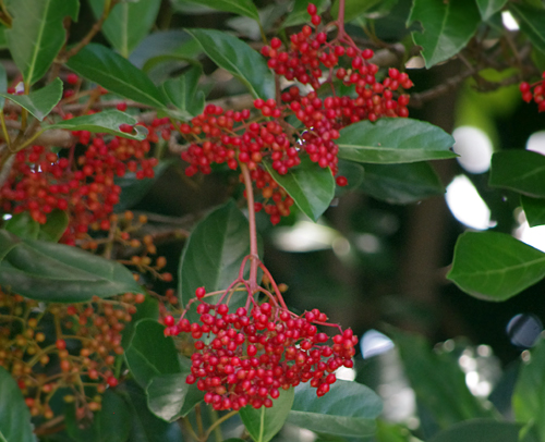 f:id:flowerTDR:20160902001908j:plain