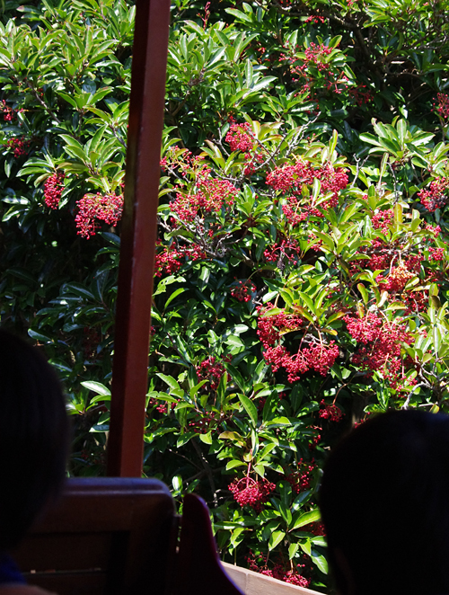 f:id:flowerTDR:20160902001925j:plain