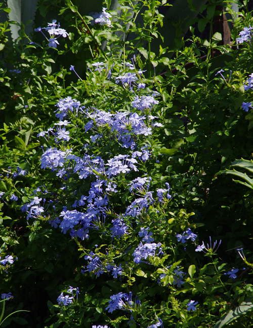 f:id:flowerTDR:20160906082641j:plain