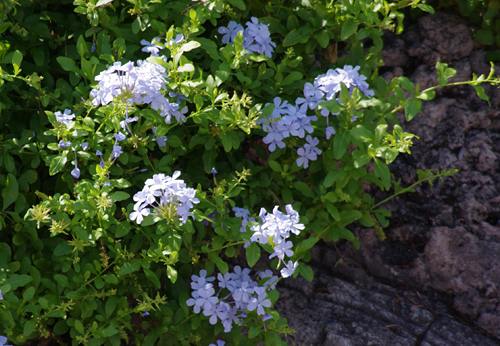 f:id:flowerTDR:20160906082701j:plain