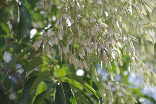 f:id:flowerTDR:20160906211936j:plain