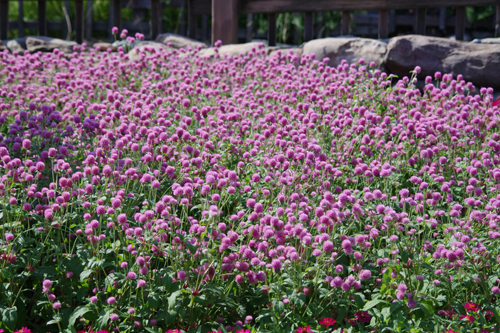 f:id:flowerTDR:20160908223108j:plain