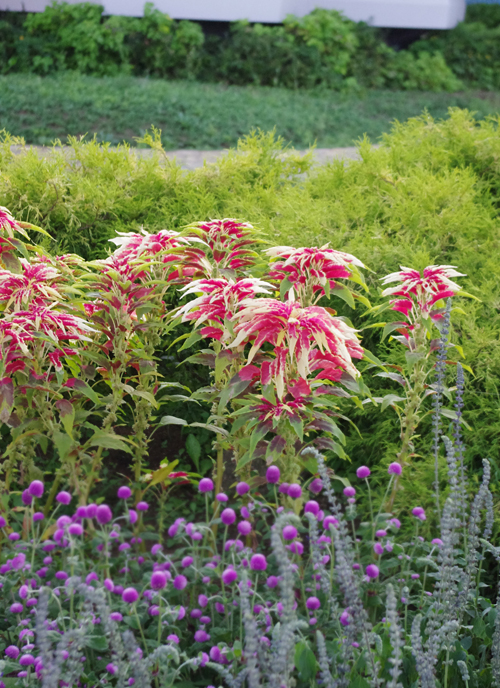 f:id:flowerTDR:20160911015216j:plain