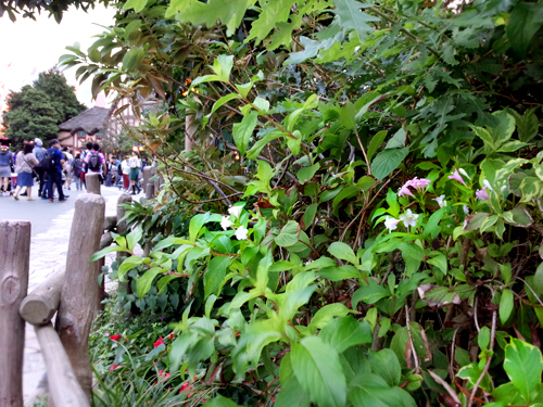 f:id:flowerTDR:20160924001801j:plain f:id:flowerTDR:20160924001801j:plain