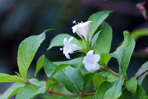 だんだん色が変わる花です 舞浜植物図鑑 だんだん色が変わる花です 舞浜植物図鑑