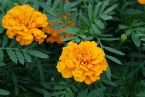 f:id:flowerTDR:20160925021100j:plain
