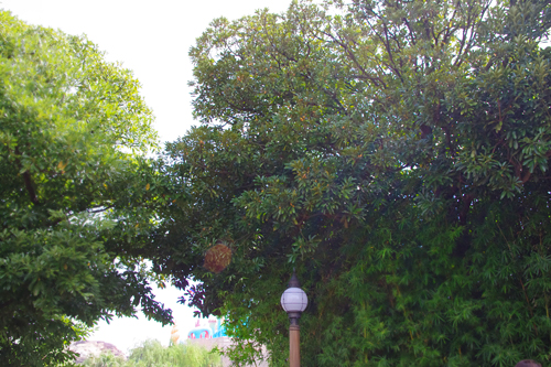 f:id:flowerTDR:20160927214614j:plain f:id:flowerTDR:20160927214614j:plain