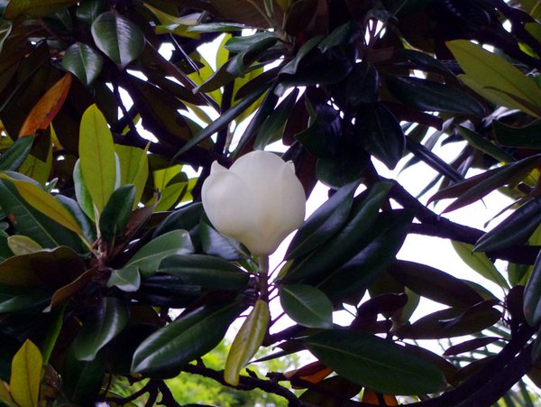 f:id:flowerTDR:20160929030926j:plain