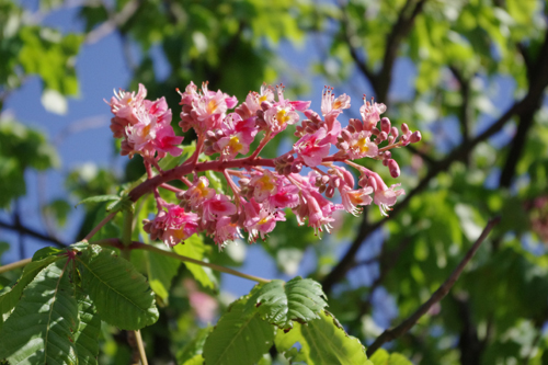 f:id:flowerTDR:20161007092840j:plain