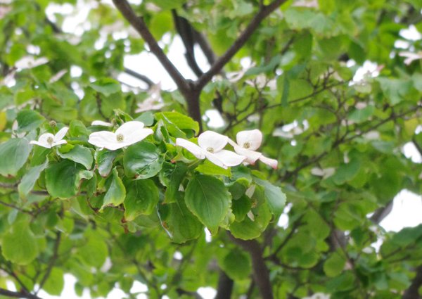 f:id:flowerTDR:20161018221133j:plain