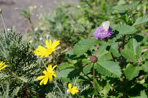 f:id:flowerTDR:20161020085743j:plain