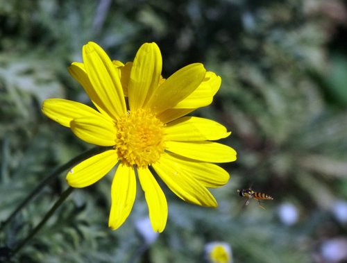 f:id:flowerTDR:20161020085808j:plain