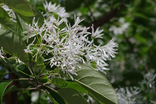 f:id:flowerTDR:20161022085551j:plain