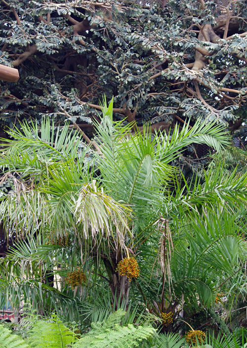 f:id:flowerTDR:20161102004240j:plain