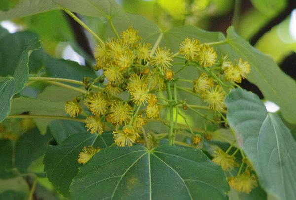 イイギリの花 舞浜植物図鑑