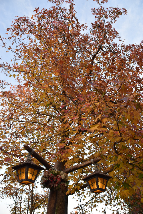 f:id:flowerTDR:20161115225918j:plain f:id:flowerTDR:20161115225918j:plain