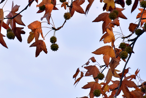 f:id:flowerTDR:20161115225926j:plain f:id:flowerTDR:20161115225926j:plain