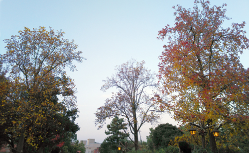 f:id:flowerTDR:20161115232335j:plain f:id:flowerTDR:20161115232335j:plain