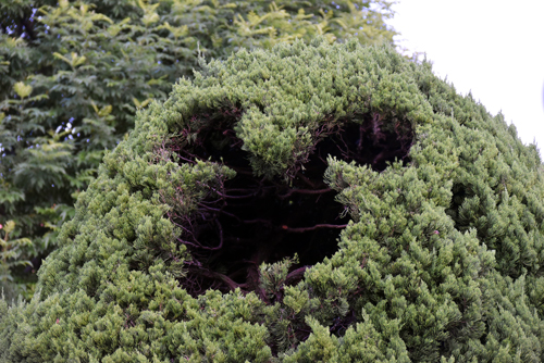 f:id:flowerTDR:20161118091502j:plain