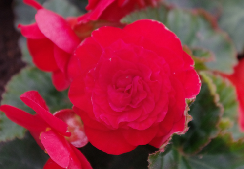 f:id:flowerTDR:20161120104500j:plain f:id:flowerTDR:20161120104500j:plain