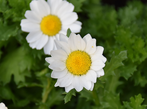 f:id:flowerTDR:20161128223747j:plain